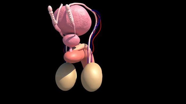 Male Reproductive System