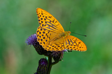Close up of a large silver-washed fritillary butterfly in sunlight