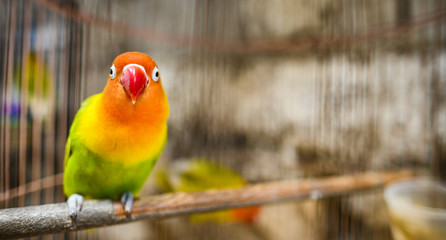 (Selective focus) A beautiful and colored Fischer's Lovebird is looking at camera with curiosity. The Fischer's lovebird is a small parrot species and is the most widely traded bird in the world.