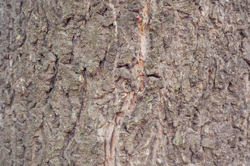 Rough bark of old tree