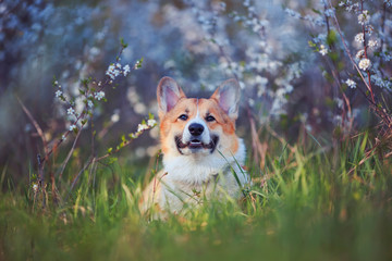 Naklejka na ściany i meble portrait the red haired puppy of the Corgi dog lies contentedly in the may garden under a blooming white cherry Bush and smiles contentedly