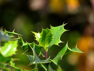 Holly leaves with soft focus natural background