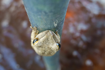 Green frog Holding on Wall of Hydroponic fertilizer Bath.