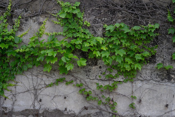 Ivys on the concrete wall