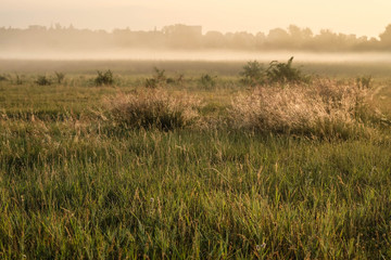 Dawn in a wild field. Beautiful landscape on sunrise
