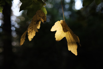 Herbstblatt