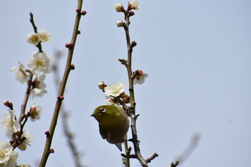 メジロと梅