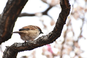 スズメと梅