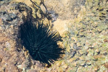 Naklejka na ściany i meble Clean transparent surface of sea water with a visible sea urchin at the bottom close-up