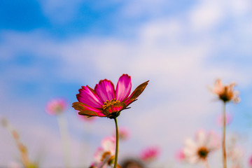 cosmos and blue sky