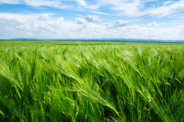 Green ripe rye wheat field against the blue sky background. Agricultural landscape photography
