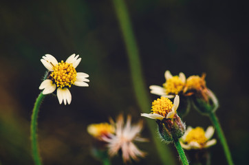 Obraz premium wild flower over shallow depth of field and selective focus shot