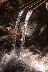 Stream inside the rain forest
