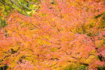 紅葉