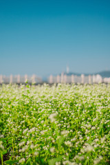 Namsan and Seoul tower beyond white buckwheat flower field at Seorae island, Han River, Seoul, Korea