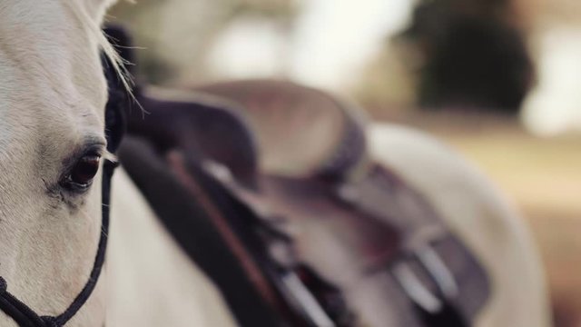 saddled horse 