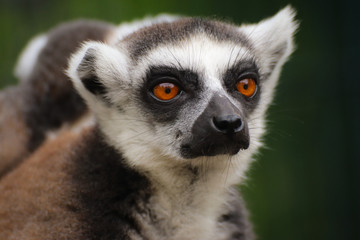 Portrait popular monkey lemur catta