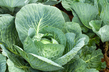 Green cabbage with open leaves in the garden.