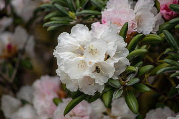 white and pink petals of rhododendrons in full bloom
