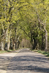 Allee mit Kopfsteinpflaster