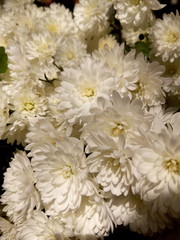 White chrysanthemums at the cottage in autumn under the sun