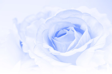 Beautiful blue color roses in soft and blur style for background