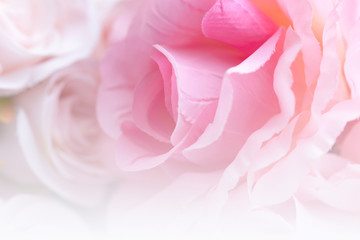 Sweet color roses made with gradient in soft style for abstract background