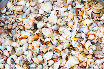 collection of multi-colored small and large sea shells