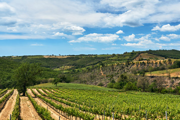 Fototapeta na wymiar Rural landscape with vineyards in the hills of Tuscany, Italy.