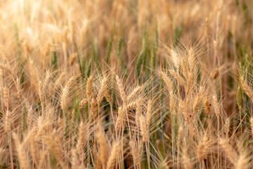 Wheat crop field. Ears of golden wheat close up. Ripening ears of wheat field background. Rich harvest Concept.