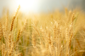 Wheat crop field. Ears of golden wheat close up. Ripening ears of wheat field background. Rich harvest Concept.