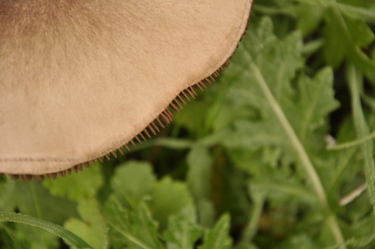 Close up mushroom in the nature macro of volvariella gloiocephala