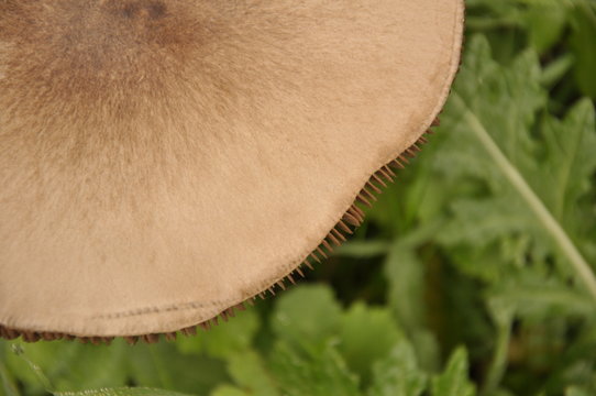 Close up mushroom in the nature macro of volvariella gloiocephala