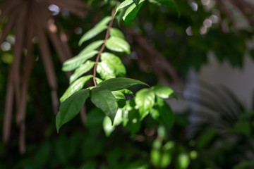 green leaves of a tree
