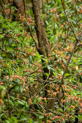 a single humming bird perched on a branch