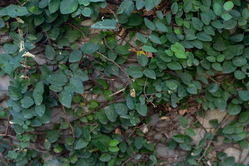 Climbing fig ivy on the wall
