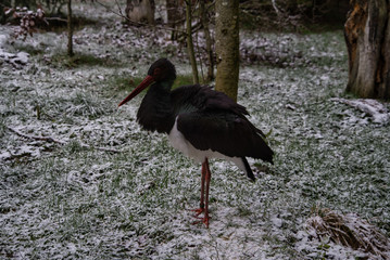 Wildtiere Wildlife Nationalpark Bayrischer Wald schwarzer Storch