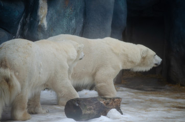 Polar bear