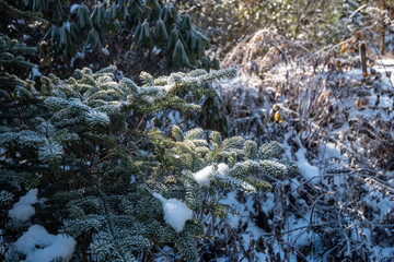Pine leaf with snow in winter season