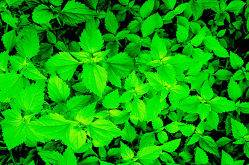 Green leaf background picture