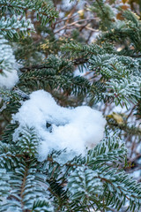 Pine leaf with snow in winter season