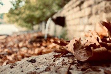 autumn leaves on rock background