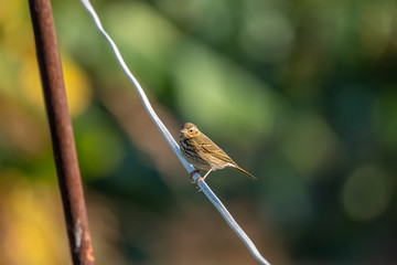 Olive-backed Pipit in Mai Po Nature Reserve, Hong Kong (Formal Name: Anthus hodgsoni)