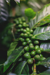 Close Up of coffee beans and coffee trees in the coffee garden.