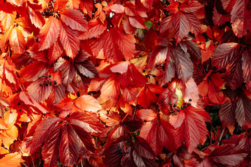 Red and Orange Autumn Leaves Background over a wall