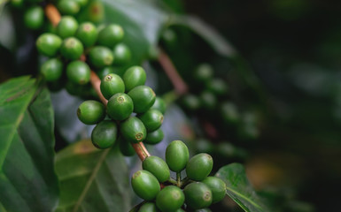 Close Up of coffee beans and coffee trees in the coffee garden.