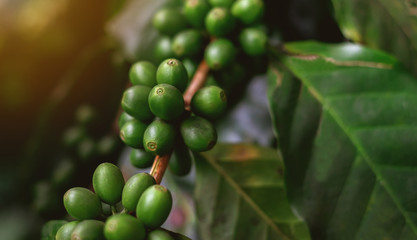 Close Up of coffee beans and coffee trees in the coffee garden.