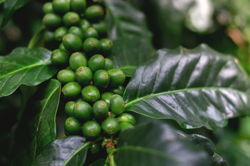 Close Up of coffee beans and coffee trees in the coffee garden.