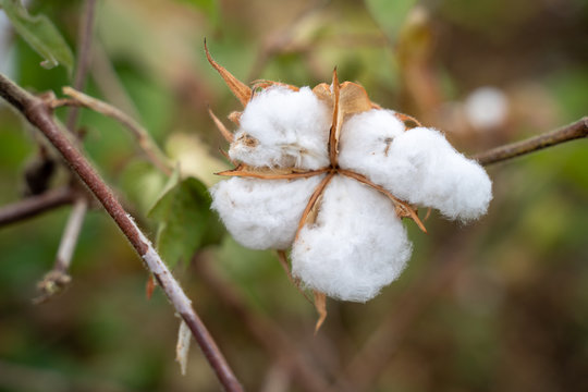 Organic cotton boll ready for harvest. Cotton boll hanging on cotton plant. Gossypium hirsutum
