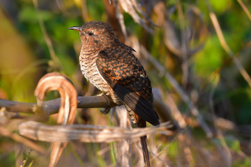 Plaintive Cuckoo (Formal Name: Cacomantis merulinus), Female